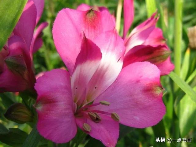 各种颜色百合花的花语和寓意，百合不同颜色的花语代表什么（百合花还分很多品种，你知道不）