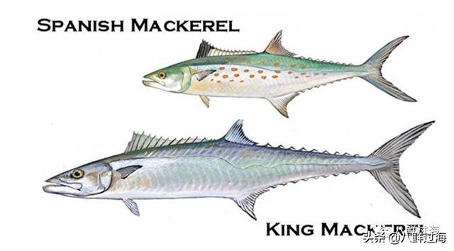 马鲛鱼有几种，马鲛鱼是什么鱼种（鲐鱼、鲅鱼、挪威青花鱼）