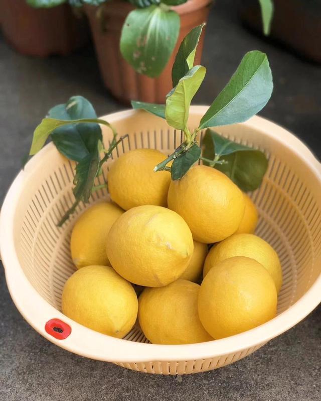 怎样做美味的糖渍柠檬，糖渍柠檬片怎么做（糖渍柠檬片，酸酸甜甜就是你）