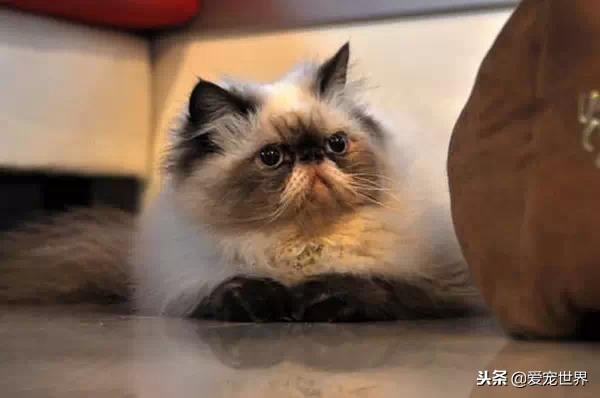 饲养喜马拉雅猫一定要注意的事情，养普通猫的要注意什么（集温柔和聪明于一身的猫咪）