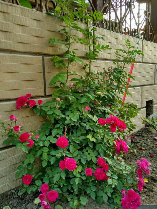 蔷薇花几月份开花，蔷薇什么时候开花（要想蔷薇“开花多”）