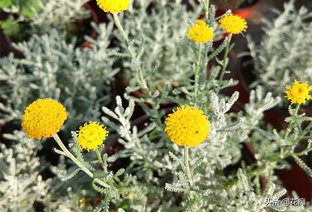 银叶菊的养殖方法和注意事项，银叶菊怎么养才茂密（想被蚊虫叮咬都难）