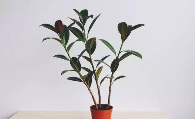 橡皮树的扦插方法，橡皮树的繁殖方法（橡皮树枝条扦插“小窍门”）