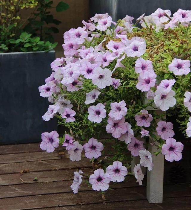 SuSu:一起种草莓来吗，微信头像，SuSu:一起种草莓来吗?【杂图】（花芽蹭蹭长满盆）