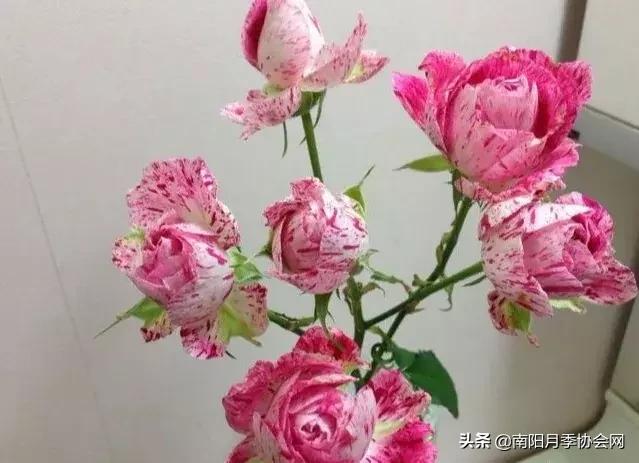 草莓杏仁饼月季，花期长耐晒勤花多头月季推荐（让人口水直流的两款月季）