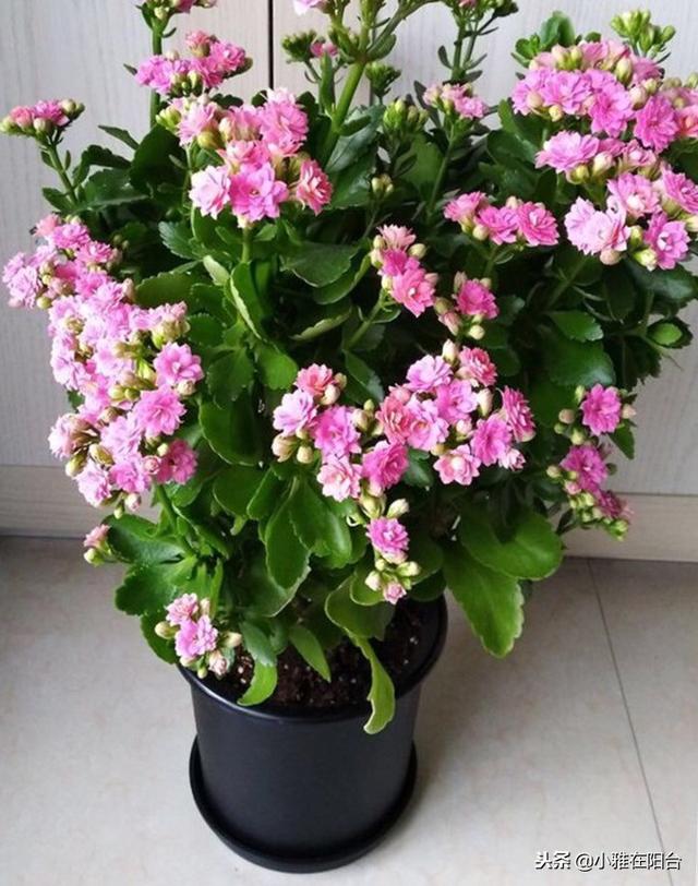 长寿花怎么养,长寿花怎么养成老桩(做到这3个关键点)