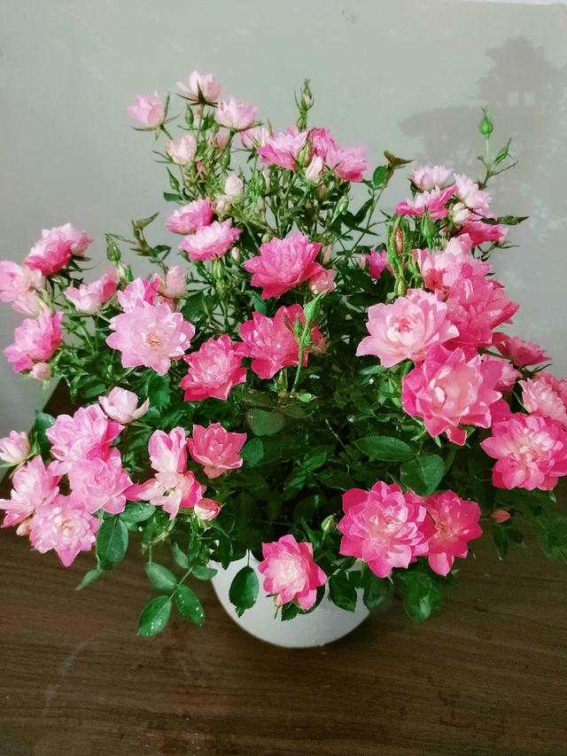 颜值高花期长的月季，七种优秀盆栽月季