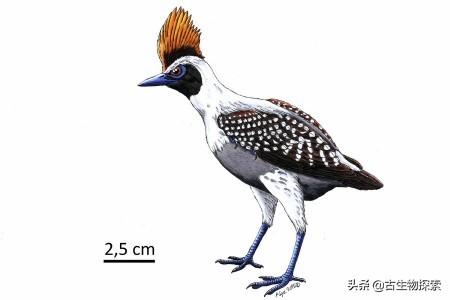 velociraptor是什么恐龙（古生物学家在中国发现了真正的迅猛龙）