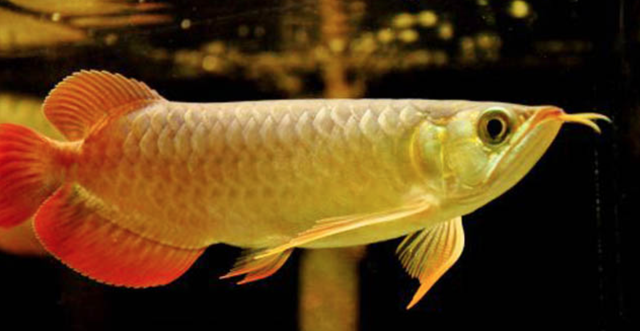 金龙鱼价格多少钱一只，金龙鱼多少钱（金龙鱼多少钱一条）