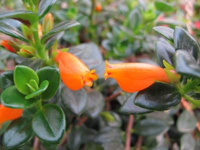 金鱼花的养殖方法和注意事项，金鱼花的养殖方法与注意事项（金鱼花的养殖方法及注意事项）