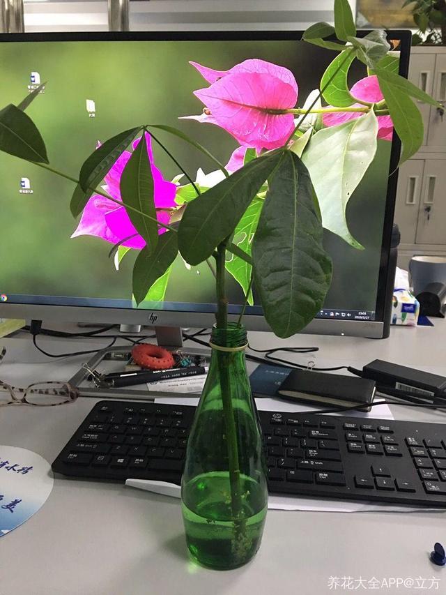 发财树可以扦插繁殖吗，发财树扦插繁殖方法（发财树养一盆就够了）