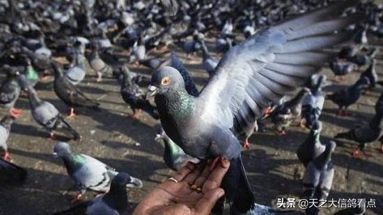 怎样养信鸽和训练呢，信鸽怎么训养（饲养与训练的小技巧）