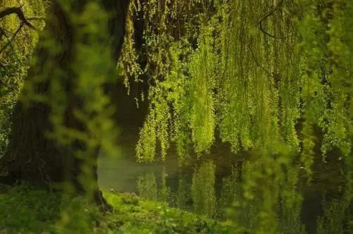 大学毕业送花送什么花，毕业送花应该送什么（又是一年毕业离别季）