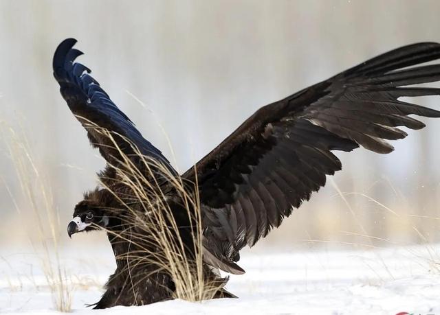 四梁八柱是什么意思，仙堂四梁八柱怎么安排（东北土匪的组织机构）