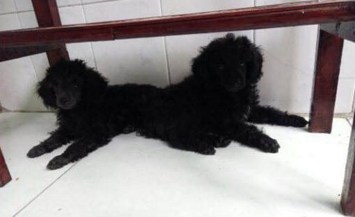 黑色贵宾犬(黑色贵宾犬图片欣赏)