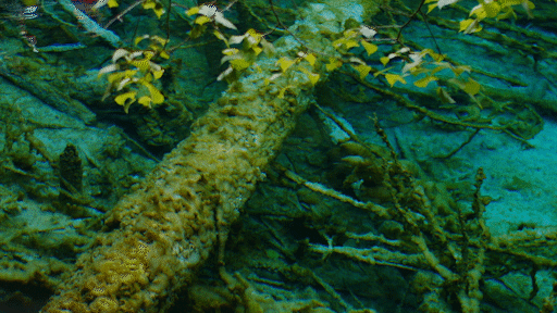 九寨沟在哪个市，九寨沟在哪里个城市（刚刚，九寨沟全域，重新开放）