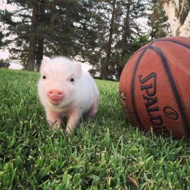 可爱猪猪头像微信，可爱猪猪头像（见过那么多猪）