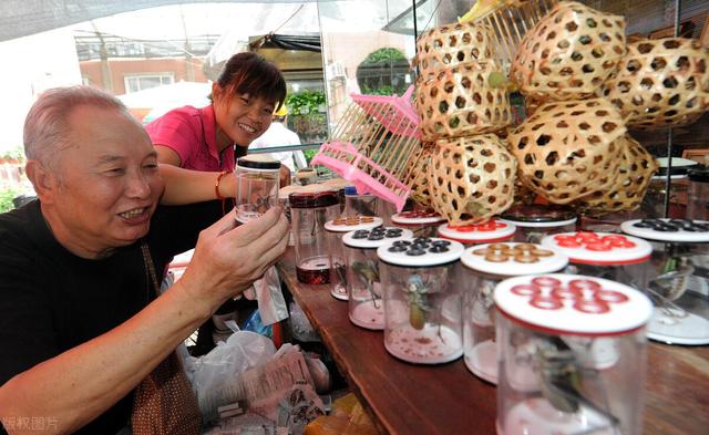 蝈蝈养殖，蝈蝈养殖的成本及利润（你知道这个行业吗）