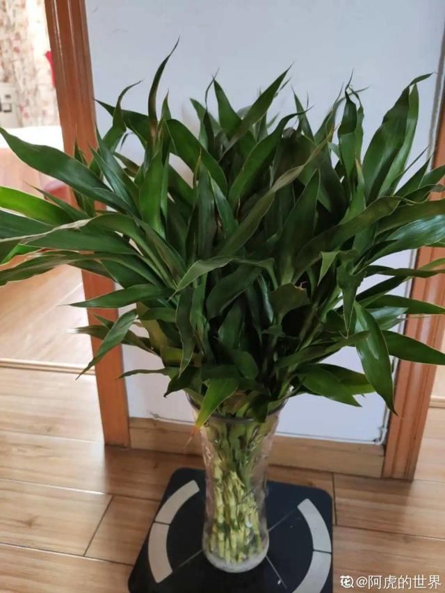 30种适合懒人养的花夏季，蹭蹭疯长、爆盆