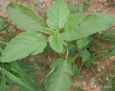 碱蓬菜的功效与作用，碱蓬的功效与作用（山野菜大全）
