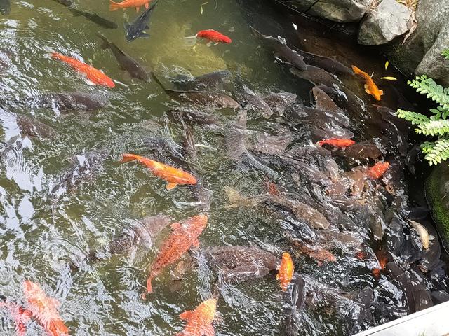 厦门旅游攻略，厦门到黄山旅游攻略（厦门三天两夜自由行全攻略）