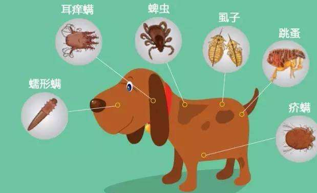 狗身上的跳蚤怎么去除，狗狗身上有跳蚤快速清除（记住这5个“小偏方”）