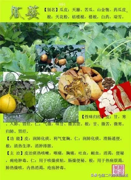 常见中草药图谱，中草药经典图谱（让你知道常用药都长啥样）