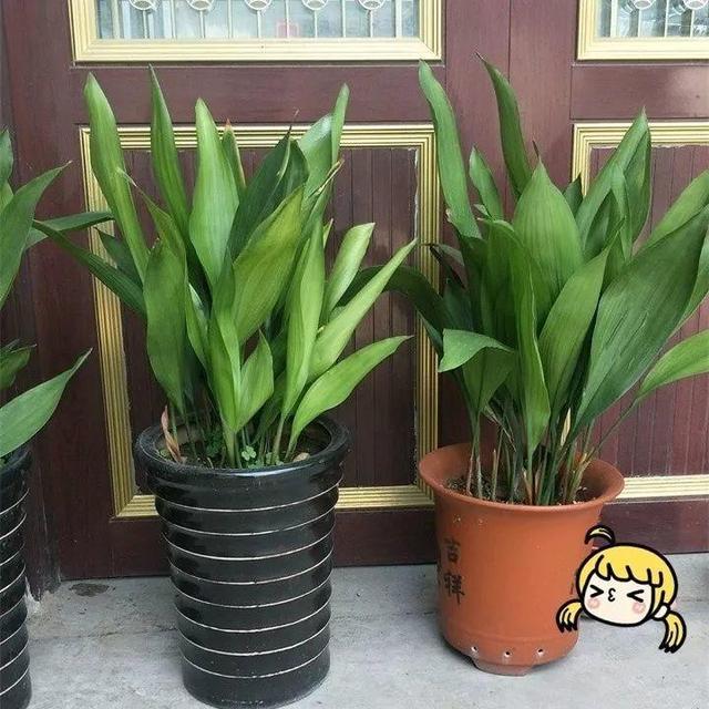 住宅大门朝东，住宅大门朝东风水布局（家里的大门朝哪）