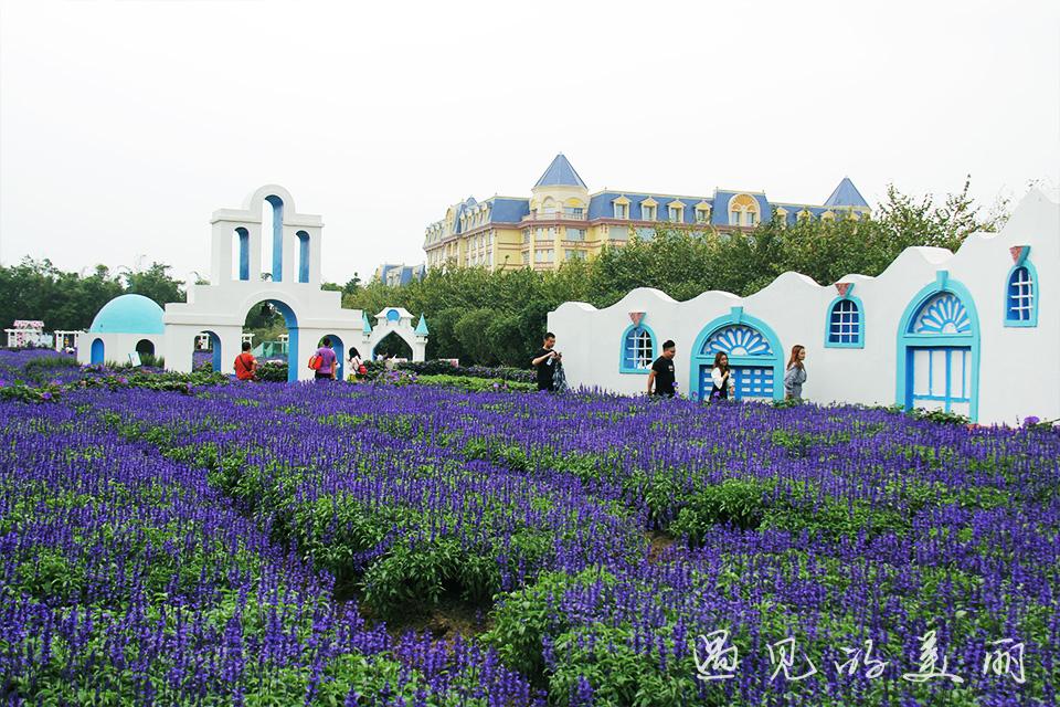 百万葵园门票多少钱(很多人吐槽百万葵园门票贵不值得逛) - 悦闻天下