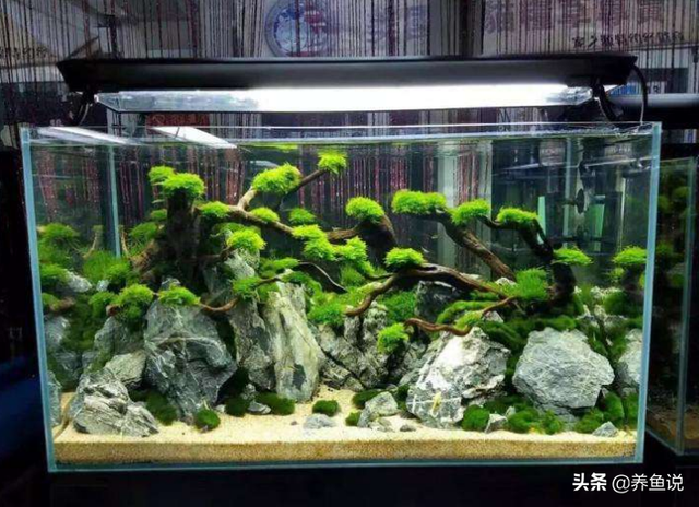 如何清洗家里的大型鱼缸并换水，如何清洗家里的大型鱼缸并换水缸（鱼缸长期不换水对观赏鱼危害大）