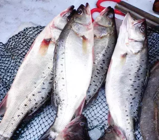 请问清炸小扒皮鱼的做法，炸小剥皮鱼的做法大全（今后再也不怕不认识海鲜了）