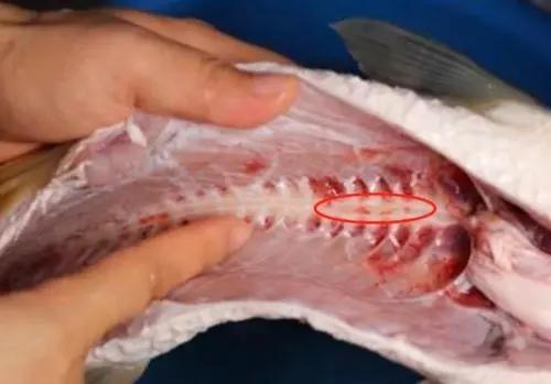 没有料酒用什么去腥，鸡胸肉没有料酒用什么去腥（炖鱼无腥味还解馋）