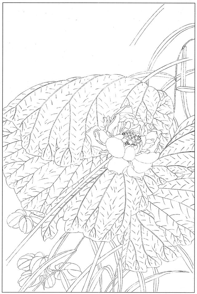 工笔荷花白描，高清工笔荷花白描 110幅