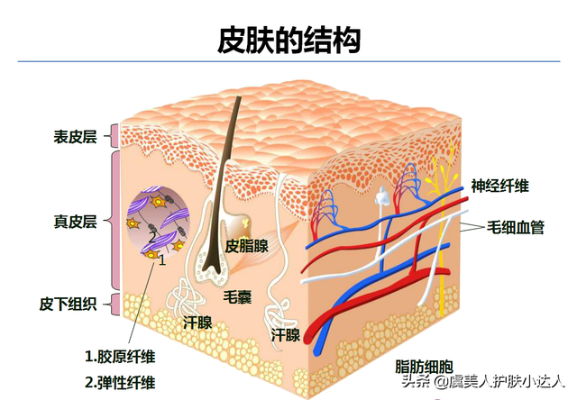 真皮层在皮下多少mm，皮肤解剖层次（皮肤分为几层大家知道吗）