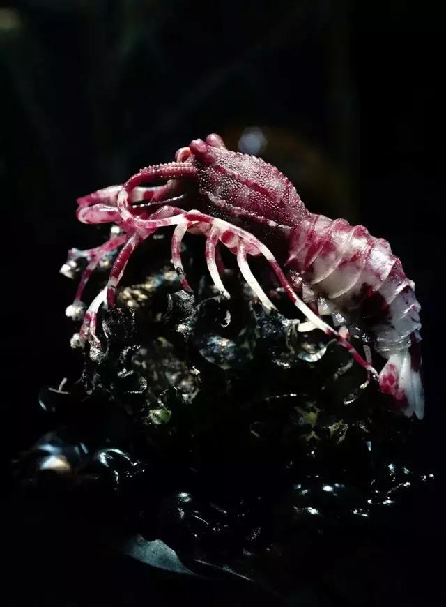 玉雕里那些奇奇怪怪的纹饰，玉石雕刻图片大全（巧夺天工的玉雕，让人惊叹不已）