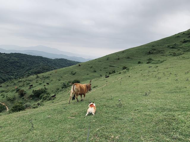 大姆山原生态草原开放了吗，福州辖区内面积最大又鲜为人知的高山草原