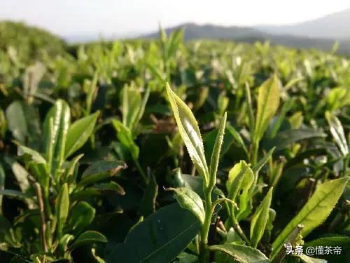 太姥山的资料，太姥山是哪里的（你知道白茶都是什么树种做的吗）
