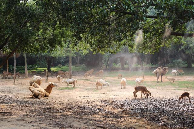 长隆水上乐园门票多少钱一张，长隆水上乐园门票多少钱一张票（国内最贵的野生动物园）