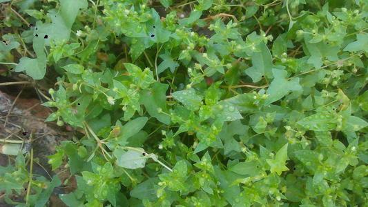 繁缕草在农村叫什么,繁缕草是什么样子的(老家农村一种猪草营养价值高