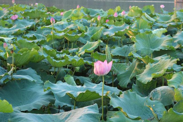 相爱一生到永久，求婚用19朵玫瑰代表什么意思（4星座遇见心上人）