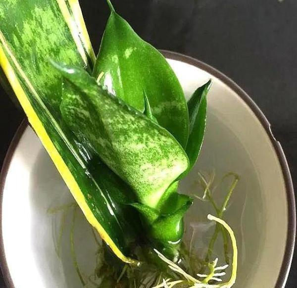 虎皮兰可以水培吗，虎皮兰能水培吗（插到水里就爆芽）