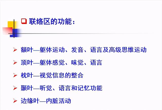 大脑杏仁体解剖图，高清大脑解剖图谱