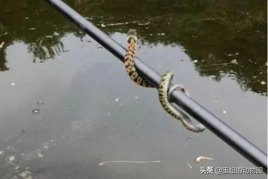 野鸡脖子是什么蛇，野鸡脖子蛇学名叫什么（农村活动最频繁的两种微毒蛇）