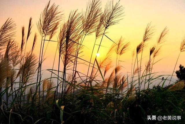 蚍蜉撼树是什么意思，蚍蜉撼树螳臂当车是什么意思（白居易的成名作）