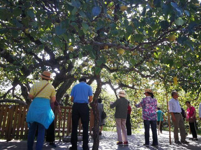砀山梨(砀山梨树王,梨树王一个梨子100元(山东砀山梨) 砀山梨(砀山梨树王,梨树王一个梨子100元(山东砀山梨)