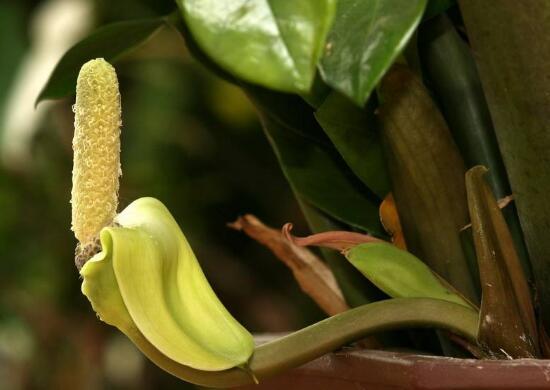 金钱树开花预示什么，金钱树（金钱树怎样扦插繁殖）