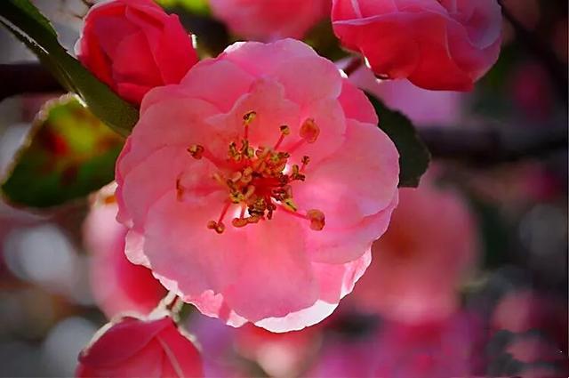 白兰地海棠的养殖方法，白兰地海棠～一种让人惊艳的海棠花