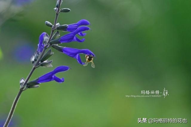 薰衣草如何过冬，薰衣草怎样过冬（西餐料理中常见的几种香草）