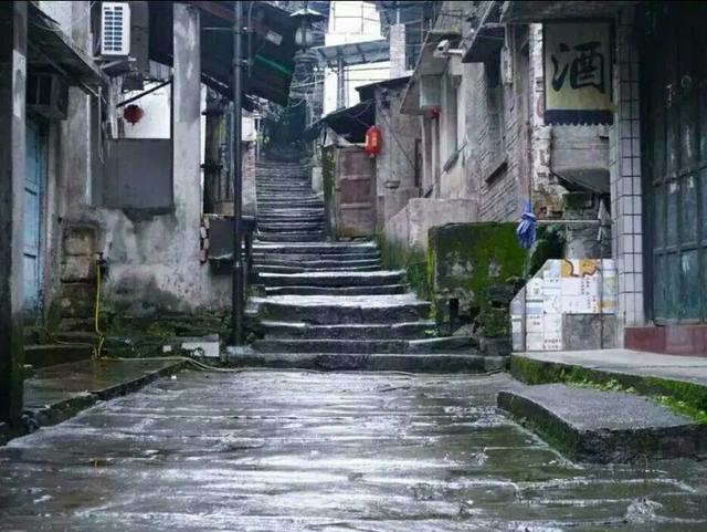 黄葛树和黄桷树的区别，黄葛树（黄葛树图片）