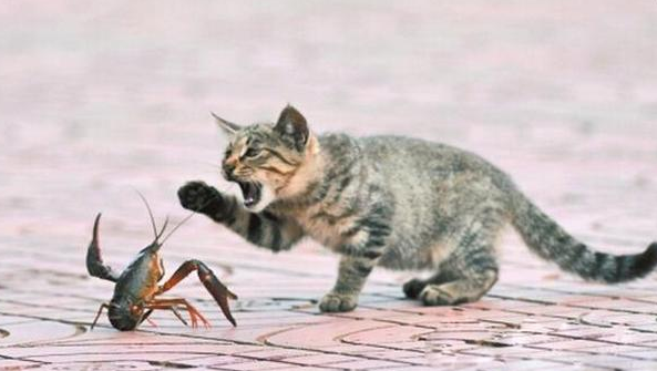 猫吃了韭菜怎么补救，猫不小心吃了韭菜会怎么样（这20种食物对猫有害）